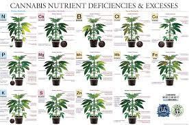 cannabis nutrient deficiencies excess microgrowery