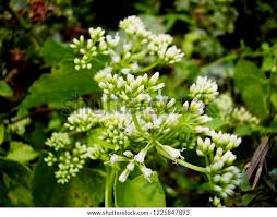 Image result for Mikania sp.
