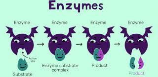 Buzzfeed staff can you beat your friends at this quiz? Biology Quiz Trivia Questions On Enzymes Proprofs Quiz