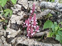 Image result for Striga gesnerioides