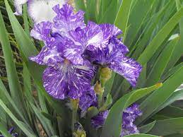 Purple And White Speckled Iris Flowers Posy Plants