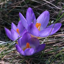 Fruhbluher Krokus Kleiner Garten Krokus Blumen