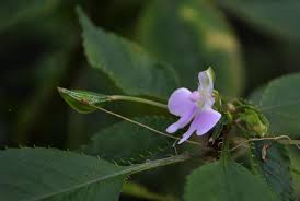 Image result for Impatiens hochstetteri