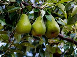 Fruits are not found exclusively on trees, but also shrubs, small plants, or ground vegetations. Optimize Fruit Tree Soils For Best Production Big Blog Of Gardening