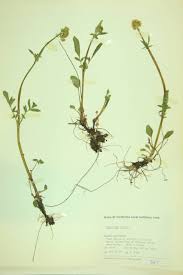 Image result for Valerianaceae