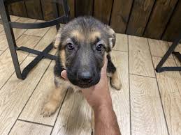 Check spelling or type a new query. German Shepherd Puppies Manhattan Puppies Kittens