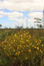 Image result for Chamaecrista paralias