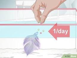 First remember that bettas are carnivores or primarily meat eaters. Pin On Betta