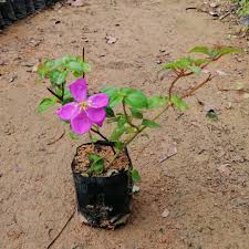 Image result for Dissotis