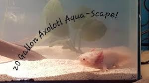 It won't be a true aquascape per say, but i'm setting up a tank right now (2ftx1ftx1ft) to maximize axolotl comfort, enrichment, cleanliness, and aesthetics with the use of rocks and live plants. 20 Gallon Aquascape Axolotl Tank Youtube