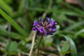 Image result for Trifolium purseglovei