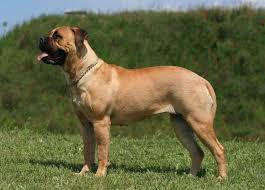 Look at pictures of bullmastiff puppies who need a home. Bullmastiff Dogs And Puppies For Sale In The Uk Pets4homes
