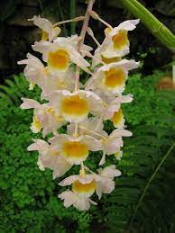 Dendrobium Orchid Care Looking After Orchids