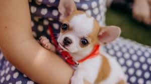 A teacup is a small cup, with or without a handle, generally a small one that may be grasped with the thumb and one or two fingers. Teacup Chihuahua Puppies Lifespan Price Pictures Breeders All Things Dogs All Things Dogs