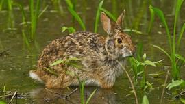 Bonnie The Biologist: Lagomorphs