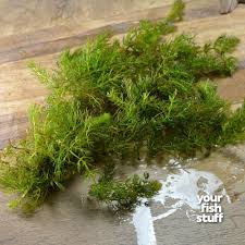 Image result for Ceratophyllum muricatum