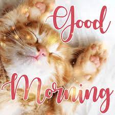 Cute Cat Good Morning Gif Download On Funimada Com