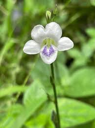 Image result for Asystasia