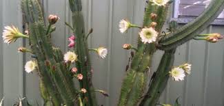 Reddit gives you the best of the internet in one place. Growing Columnar Cacti From Cuttings World Of Succulents