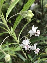 Check spelling or type a new query. Hairy Balls A Different Kind Of Milkweed