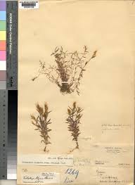 Image result for Trichopteryx marungensis