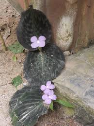 Image result for Kaempferia