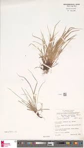 Image result for Pavetta bagshawei