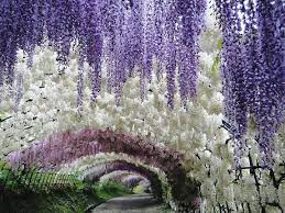 A Colorful Walk Wisteria Tunnel At Kawachi Fuji Gardens Japan Wisteria Tunnel Wisteria Wisteria Tunnel Japan