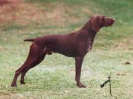 Did you scroll all this way to get facts about wirehaired pointer? German Shorthaired Pointers Champdogs