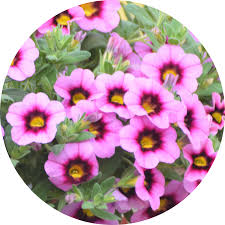 Image result for calibrachoa million bells