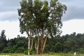 Image result for Melaleuca