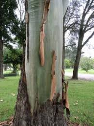 Image result for Eucalyptus torelliana