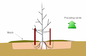 Ideally, their usefulness is regularly evaluated by an arborist, public works crewmember, or experienced gardener and stakes. Why You Should Avoid Staking Trees Root Simple