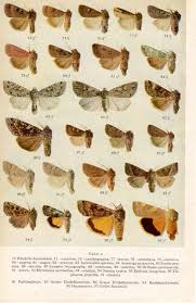 1958 Moths Identification Chart Insects By Craftissimo On
