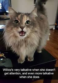 30 Hilarious Cat Snapchats That Are Im Paw Sible Not To Laugh At New Pics Kedi Hayvanlar Cats