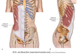 Related online courses on physioplus. Anterior Abdominal Wall Learn Muscles