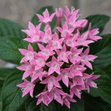 Image result for Pentas longiflora