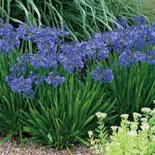 Agapanthus Buccaneer Garden Express In 2021 Agapanthus Cottage Garden Plants Perfect Plants