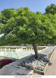 Image result for Tipuana