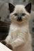 Blue Point Long Hair Siamese Kitten