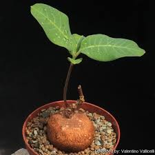 Image result for Raphionacme palustris