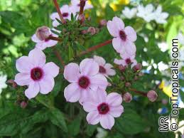 Image result for Otomeria