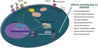 Facebook gives people the power to share and makes. Frontiers Fatigue Sleep And Autoimmune And Related Disorders Immunology