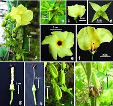 Image result for Abelmoschus