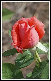 And the same prejudices about his huge appearance against the background of pretty flowers. Pin By Gail Heidt On Romancing The Rose Beautiful Rose Flowers Beautiful Flowers Dried Rose Petals