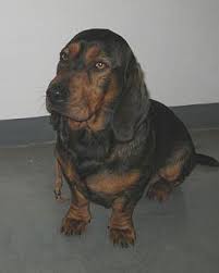 Image result for alpský brakýř jezevčíkovitý