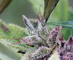 Verzehrt man die jostabeere, schmeckt man die süße der stachelbeerfrucht und den feinsäuerlichen, leicht herben geschmack der johannisbeere. Der Richtige Erntezeitpunkt Fur Outdoor Und Indoorpflanzen Grow Magazin