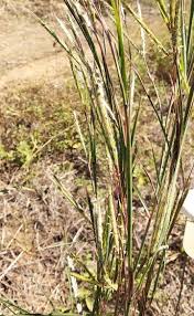 Image result for Heteropogon contortus