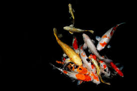Karantina dalam ternak ikan koi bisa dilakukan pada sebuah bak dengan dinaungi atap supaya terhindar dari air hujan secara langsung. 6 Cara Memelihara Ikan Koi Dan Jenis Jenisnya Yang Populer