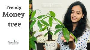 Attractive indoor or outdoor bonsai trees with easy care instructions. Pachira Aquatica Money Tree Care Tips Best Plant For Home Gardening Garden Vibes Youtube